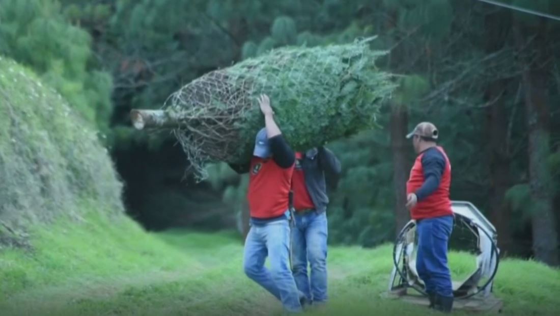 Guatemala busca proteger árbol nativo amenazado por la época navideña Guatemala busca proteger árbol nativo amenazado por la época navideña