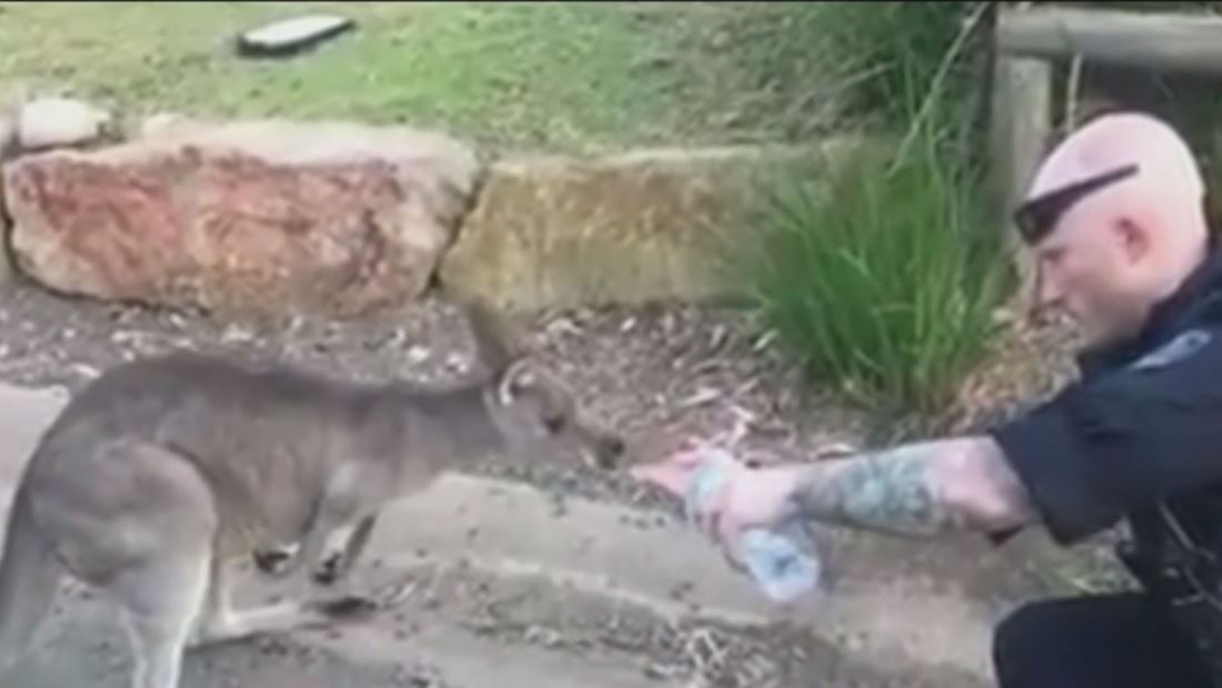 Increíble video de un policía en Australia dándole agua a un canguro desplazado por los incendios Increíble video de un policía en Australia dándole agua a un canguro desplazado por los incendios