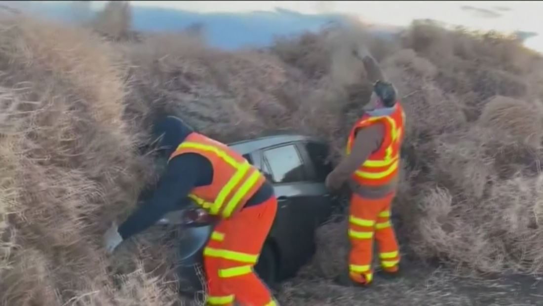 En video: autos quedan atrapados por una invasión de plantas rodantes En video: autos quedan atrapados por una invasión de plantas rodantes