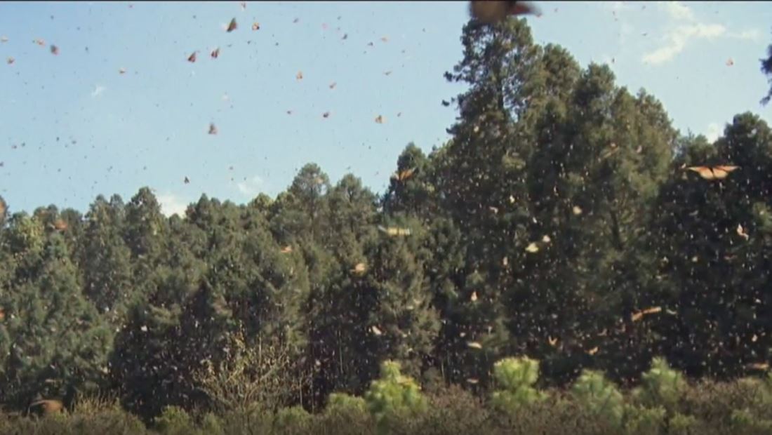 La emergencia climática también golpea duro a la mariposa monarca La emergencia climática también golpea duro a la mariposa monarca