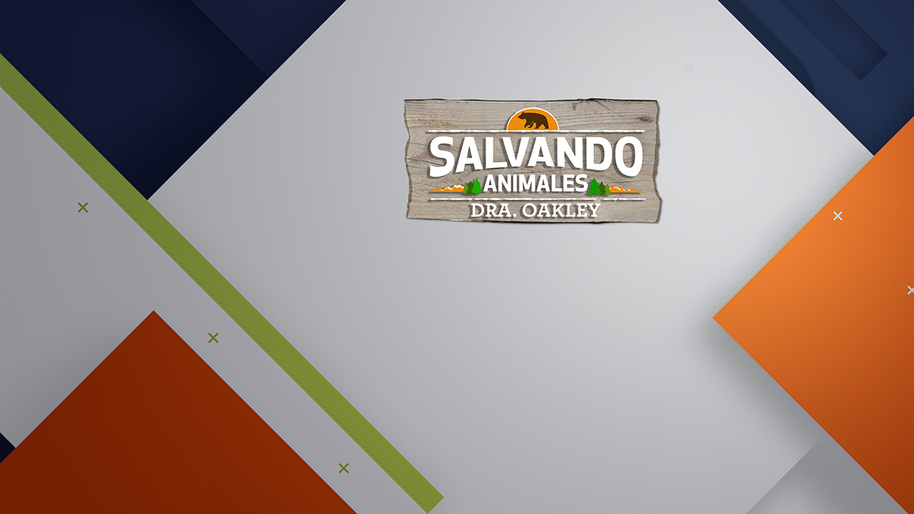Salvando Animales Salvando Animales