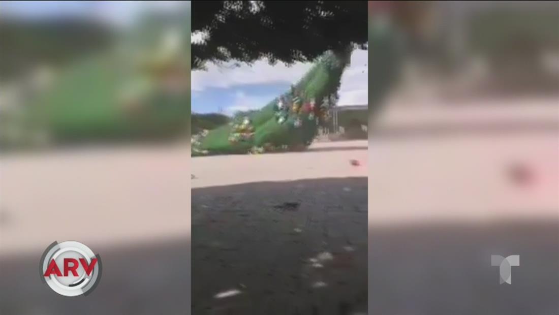 Violenta ventolera tira al suelo a un enorme árbol de navidad Violenta ventolera tira al suelo a un enorme árbol de navidad