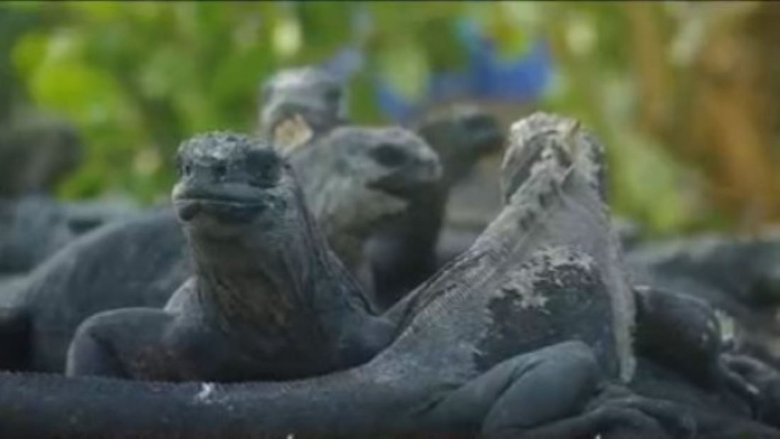 Las Islas Galápagos corren el riesgo de desaparecer por la emergencia climática Las Islas Galápagos corren el riesgo de desaparecer por la emergencia climática