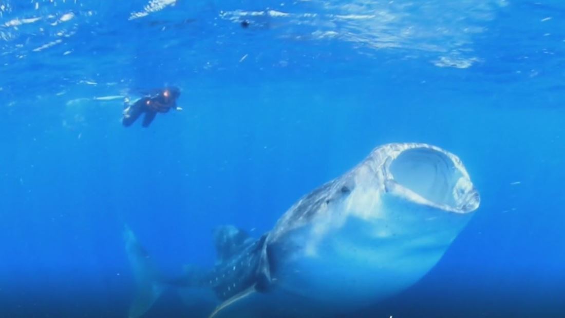 Luchan para salvar el tiburón ballena que está en peligro de extinción Luchan para salvar el tiburón ballena que está en peligro de extinción