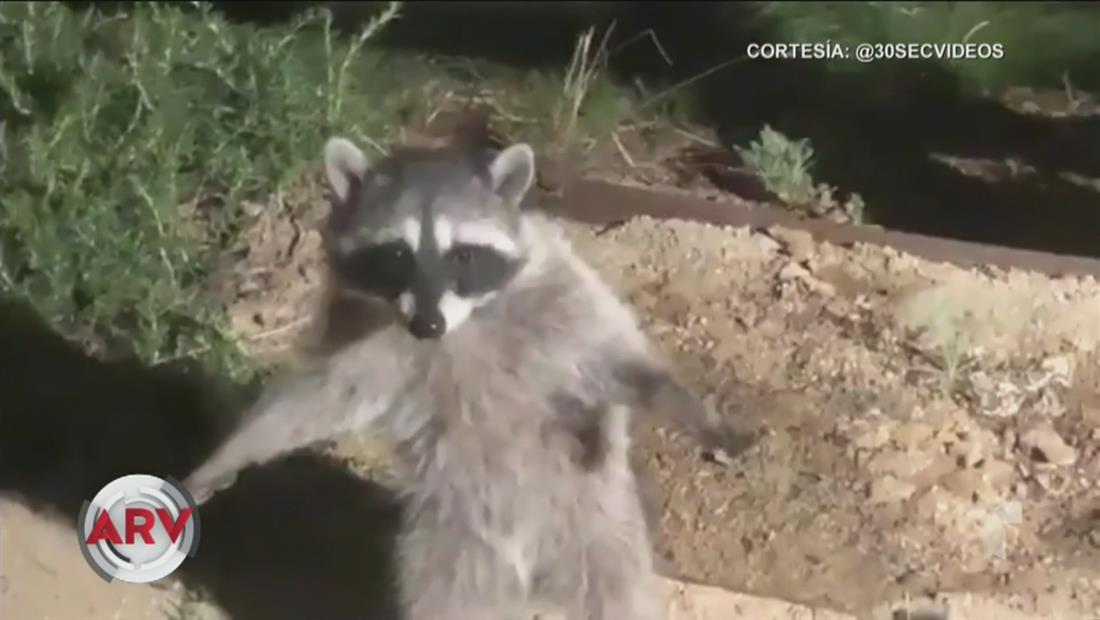 Mapaches fingen ser estatuas y el video se hace viral Mapaches fingen ser estatuas y el video se hace viral