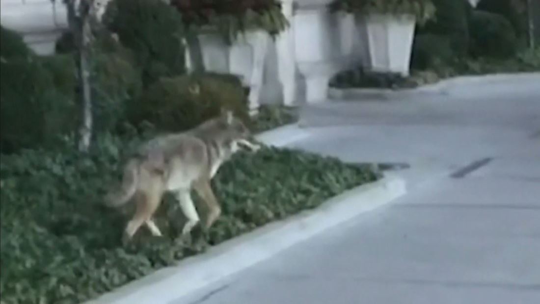 Captan a un coyote citadino atacando a un niño de 5 años Captan a un coyote citadino atacando a un niño de 5 años