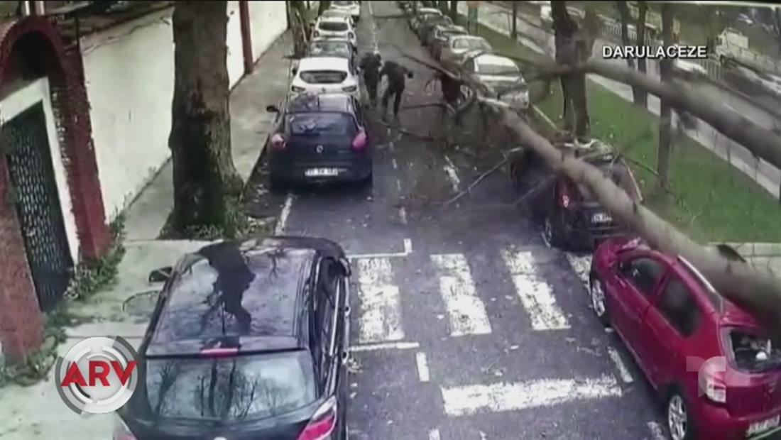 Un árbol se desploma sobre tres transeúntes en Turquía Un árbol se desploma sobre tres transeúntes en Turquía