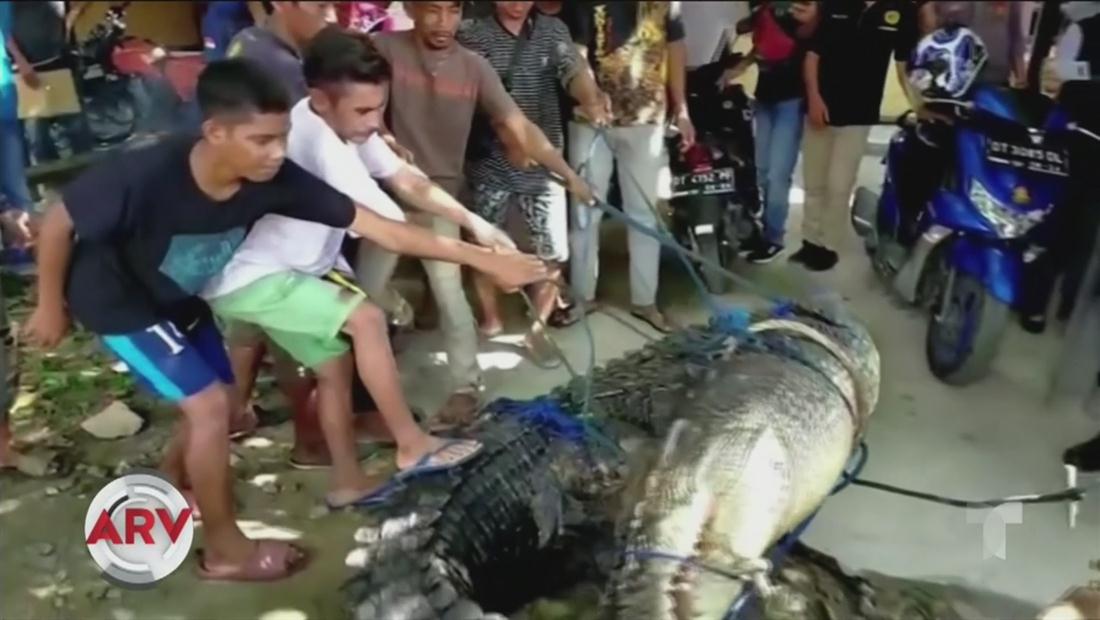 Capturan un cocodrilo de 16 pies de largo en Indonesia Capturan un cocodrilo de 16 pies de largo en Indonesia