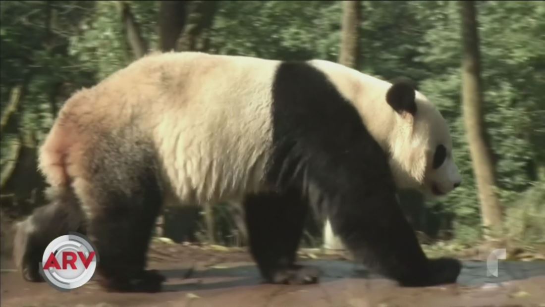 Liberan al panda Bei Bei luego de superar la cuarentena Liberan al panda Bei Bei luego de superar la cuarentena