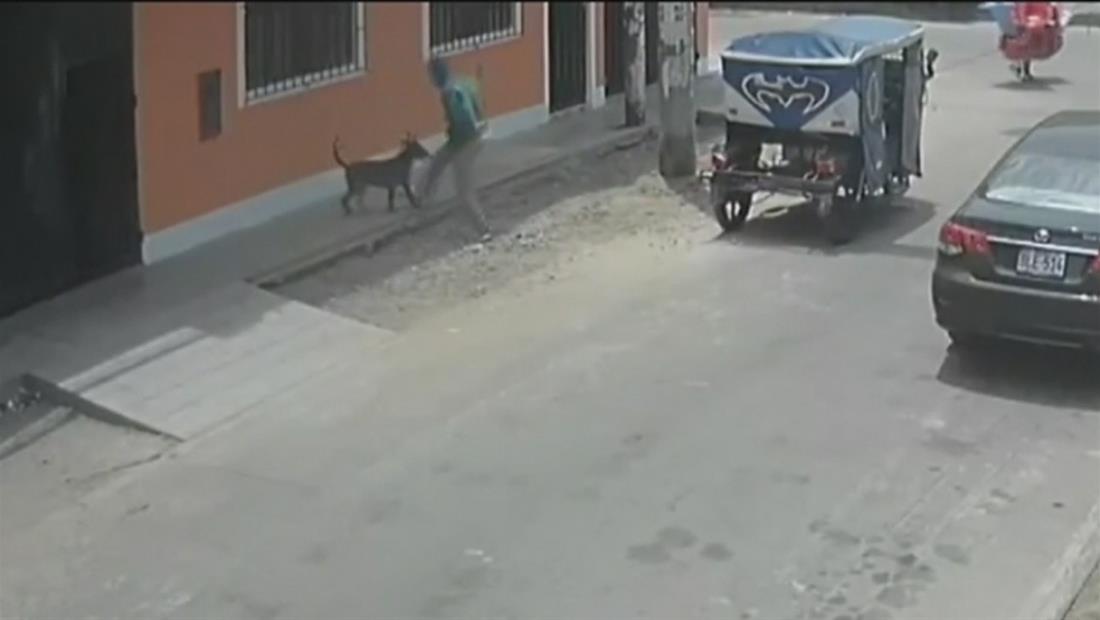 En video: Perro salva a su dueña de un ladrón armado En video: Perro salva a su dueña de un ladrón armado