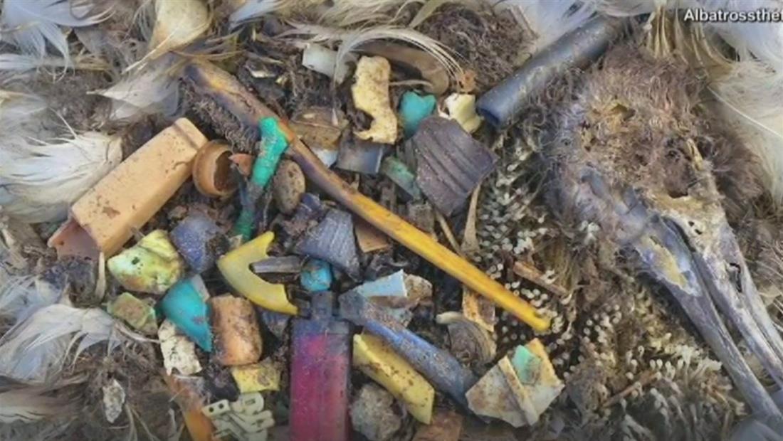 Un mar de plásticos causa la muerte de animales y amenaza nuestra salud Un mar de plásticos causa la muerte de animales y amenaza nuestra salud