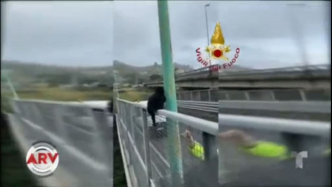 Captan a dos bomberos rescatando a un gato con una grúa Captan a dos bomberos rescatando a un gato con una grúa