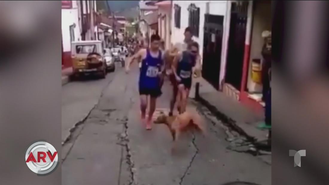 Atleta causa indignación por patear a un perro durante competencia Atleta causa indignación por patear a un perro durante competencia