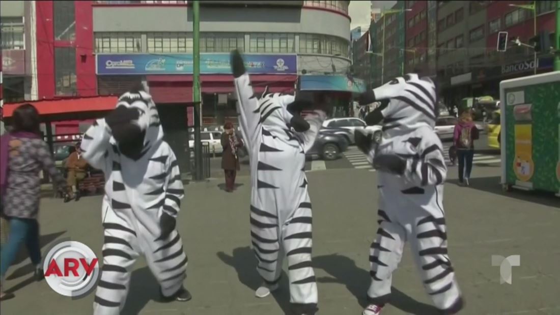 Cebras controlan el caos vehicular y protegen a los peatones en Bolivia Cebras controlan el caos vehicular y protegen a los peatones en Bolivia