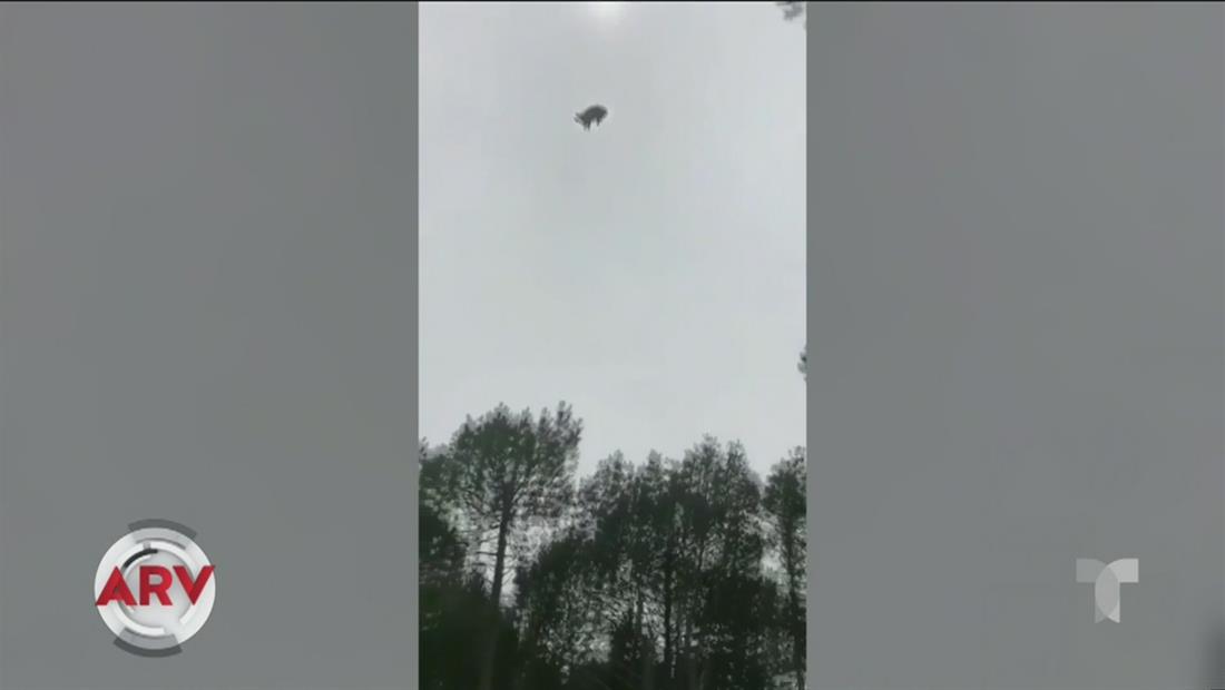 Lanzan un cerdo vivo desde un helicóptero y causa indignación en Uruguay Lanzan un cerdo vivo desde un helicóptero y causa indignación en Uruguay