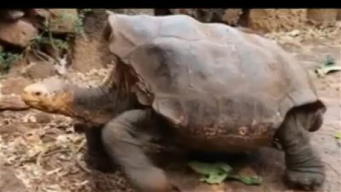 Tortuga gigante salva a su especie de la extinción Tortuga gigante salva a su especie de la extinción