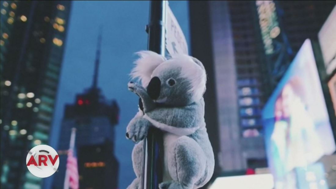 Koalas de peluche invaden las calles de Nueva York Koalas de peluche invaden las calles de Nueva York