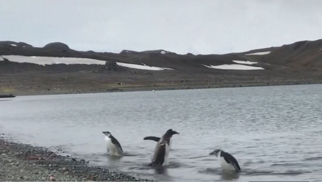 La Antártica registra alarmante temperatura de casi 70 grados tras calentamiento global La Antártica registra alarmante temperatura de casi 70 grados tras calentamiento global