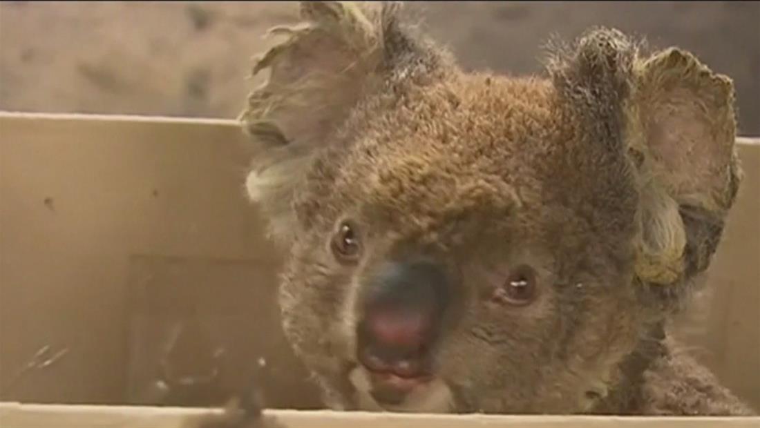 Animales que escaparon del fuego son sacrificados en Australia Animales que escaparon del fuego son sacrificados en Australia