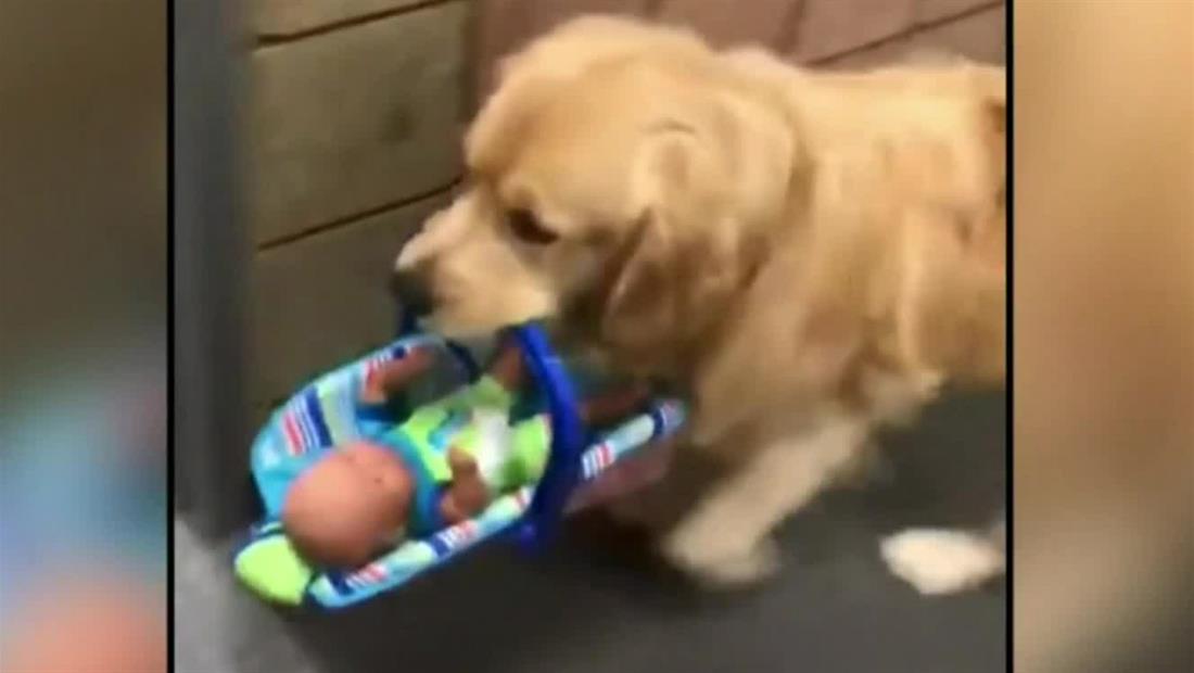 Cachan a un ladrón de cuatro patas con el hocico en la masa Cachan a un ladrón de cuatro patas con el hocico en la masa
