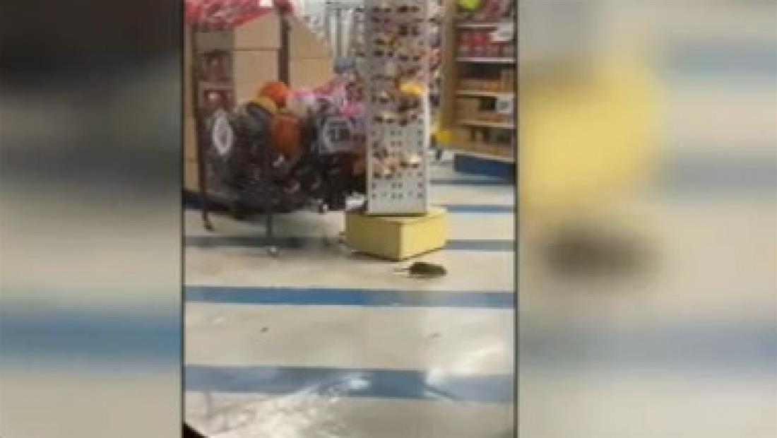Aterrador: ratas se pasean libremente por estantes de una tienda Aterrador: ratas se pasean libremente por estantes de una tienda