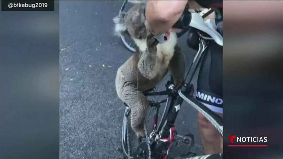 Koala deshidratado sale a la carretera en busca de agua en Australia Koala deshidratado sale a la carretera en busca de agua en Australia