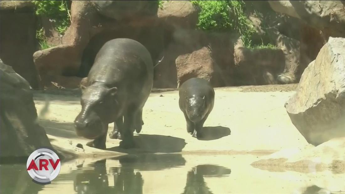 Nace hipopótamo enano en zoológico de Chile Nace hipopótamo enano en zoológico de Chile