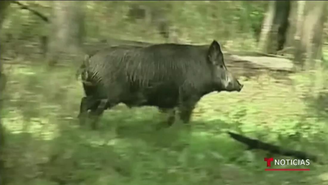 Sobrepoblación de cerdos salvajes pone a zonas rurales de Texas en emergencia Sobrepoblación de cerdos salvajes pone a zonas rurales de Texas en emergencia